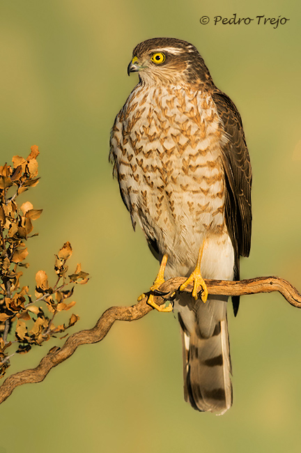 Gavilán (Accipiter nisus)